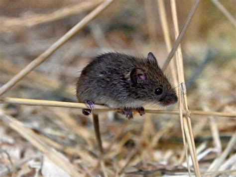 mouse latin name|harvest mouse latin name.